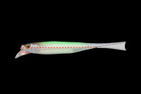 JACKALL DRIFTFRY 4.0″ / ca. 10.2cm