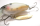 NISHINE LURE WORKS Chippawa RB Blade