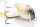 NISHINE LURE WORKS Chippawa RB Blade