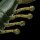 EVERGREEN KICKER BUG 4.5" /