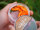TROUT MASTER CAMOLA 30 / 3cm