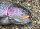 TROUT MASTER WORM / 6.5cm