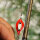 TROUT MASTER INCY Double Spin Spoon 3.3gr.