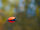 TROUT MASTER UFO FLOATER