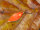 TROUT MASTER INCY Inline Spin Spoon 3gr. Maggot