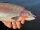 TROUT MASTER SERC Spoon 2.5gr. Clay