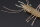 JACKALL WAMWAM FLARE 48 / ca.4.8cm
