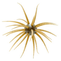 HIDEUP Coike Fullcast #127 Grn Pmpk Pepp Blue Flake