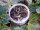 TROUT MASTER DENDROBAENA 60 / 6cm