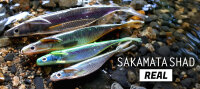 DEPS SAKAMATA SHAD REAL