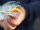 TROUT MASTER WORM / 4.5cm
