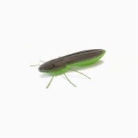 Nays BG - BUG 20 - ca. 5.1cm-C-05