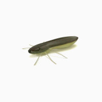 Nays BG - BUG 20 - ca. 5.1cm-C-32