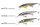 Megabass VISION ONETEN+2 JR. / 9.8cm SH CHAMPAGNE KINKURO