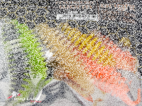TROUT MASTER WORM / 6.5cm Mix Paket-hell/bright