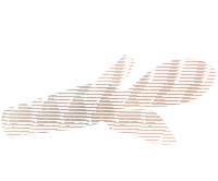 10FTU Chibirotter 3" / 7.6cm #5 Cinnamon Shrimp