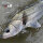 VARIVAS Sea Bass Max Power X8 Stealthgray 200M