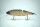 DRT × lure angle HAMA KLASH9 | KL9 | Low | HAMA