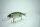 DRT TiNY KLASH | DTK13 | DeepRunner | #SONIC
