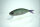 DRT × Fish! tackle shop KLASH GHOST FL-FLASH MATT