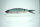 DRT KLASH GHOST – White River Okuyoshino Ayu Gloss / glänzend/奥吉野鮎