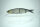 DRT × ANGLERS KLASH GHOST #Ghost Ultimate Baitfish