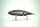 DRT TiNY KLASH | LowFloat | #MAGIC SHRIMP