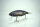 DRT TiNY KLASH | LowFloat | #MAGIC SHRIMP