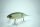 DRT TiNY KLASH | LowFloat | #グリーンシャッド / Green Shad