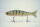 GAN CRAFT JOINTED CLAW 178 #AC-08 Bolsena Special Perch Bone