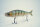 GAN CRAFT JOINTED CLAW 178 #AC-08 Bolsena Special Perch Bone