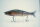 GAN CRAFT JOINTED CLAW 178 #AC-05 Bolsena Special Bone