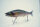 GAN CRAFT JOINTED CLAW 178 #AC-05 Bolsena Special Bone