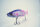 GAN CRAFT × Matsuura Tegusu JOINTED CLAW 178 #M-10 HONEY-TRAP
