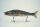 GAN CRAFT JOINTED CLAW 178 #AC07 Super real flumendosa BASS Bone