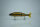 GAN CRAFT Ayuja Jointed Claw 230 Magnum F #07 Ochi Ayu