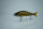 GAN CRAFT Ayuja Jointed Claw 230 Magnum F #07 Ochi Ayu