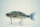 GAN CRAFT Jointed Claw Ratchet 144F #GAN-34