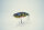 GAN CRAFT Z-CLAW #GAN-66 REAL PERCH
