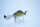 Adusta Zacrawl Heart Blaster – FSP Perch / 90mm/33gr.