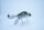 Adusta Zacrawl Heart Blaster – FSP LARGEMOUTH BASS / 90mm/33gr.