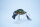 ADUSTA ZACRAWL SC Jr. 65mm/14g -#011Murray COD