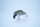ADUSTA ZACRAWL SC Jr. 65mm/14g -#013 Blue Gill