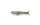 DRT TINY KLASH | LowFloat | DRT Shiner