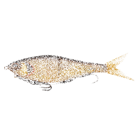 BERKLEY PowerBait Chop Block 20cm | 62g-HD Rudd