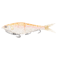 BERKLEY PowerBait Chop Block 25cm | 119g-Albino Trout
