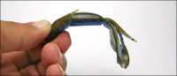 Keitech Crazy Flapper 2.8" / 7cm