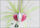 Keitech Baby Tee-Bone Spinnerbaits DW 7.0g -