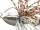 Keitech Baby Tee-Bone Spinnerbaits SC 10.5g