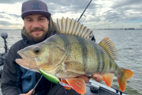 Daiwa Steez Shad | 60SP-SR